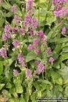 Photo: Stachys officinalis 07.