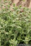 Photo: Stachys setifera 0.