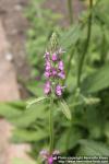 Photo: Stachys officinalis 11.