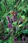 Photo: Stachys officinalis.