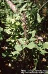 Photo: Stachys sylvatica 3.