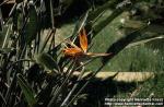 Photo: Strelitzia reginae.