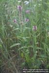 Photo: Stachys palustris 1.