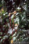 Photo: Strophanthus preussii 1.