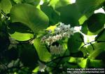 Photo: Styrax obassia 1.