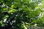 Photo: Styrax obassia.