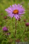 Photo: Symphyotrichum novae angliae 5.