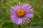 Photo: Symphyotrichum novae angliae 7.