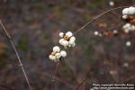 Photo: Symphoricarpos albus 4.