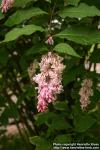 Photo: Syringa x prestoniae 2.