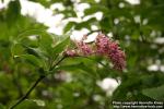 Photo: Syringa x prestoniae 3.