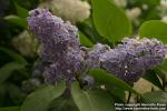 Photo: Syringa vulgaris 13.