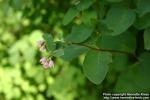 Photo: Symphoricarpos albus 5.