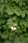 Photo: Symphoricarpos albus 6.