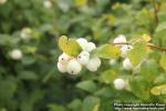 Photo: Symphoricarpos albus 8.