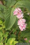 Photo: Syringa x prestoniae 08.