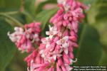 Photo: Syringa x prestoniae 09.