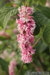 Photo: Syringa x prestoniae 10.