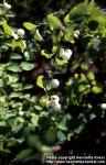 Photo: Symphoricarpos albus 1.