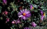 Photo: Symphyotrichum novae angliae 3.