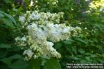 Photo: Syringa vulgaris 8.