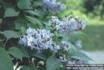 Photo: Syringa vulgaris.