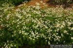 Photo: Tanacetum parthenium 15.