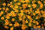 Photo: Tagetes tenuifolia 5.