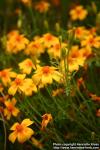 Photo: Tagetes tenuifolia 6.