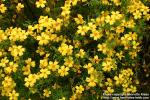 Photo: Tagetes tenuifolia 7.