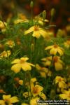 Photo: Tagetes tenuifolia 8.