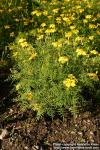 Photo: Tagetes tenuifolia 9.