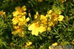 Photo: Tagetes tenuifolia 10.