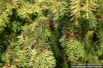 Photo: Taxus baccata 3.