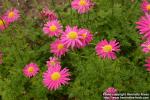 Photo: Tanacetum coccineum 3.