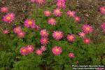 Photo: Tanacetum coccineum 4.