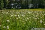 Photo: Taraxacum officinale 18.