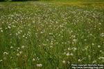 Photo: Taraxacum officinale 20.