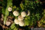 Photo: Tanacetum parthenium 19.