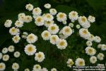 Photo: Tanacetum parthenium 20.