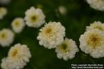 Photo: Tanacetum parthenium 23.