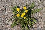 Photo: Taraxacum officinale 25.