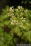 Photo: Tanacetum ferulaceum.