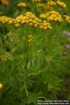 Photo: Tanacetum vulgare 10.