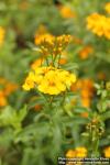 Photo: Tagetes lucida 8.