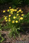 Photo: Taraxacum officinale 34.