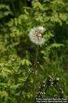 Photo: Taraxacum officinale 37.