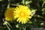 Photo: Taraxacum officinale 44.