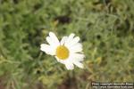 Photo: Tanacetum cinerariifolium 1.