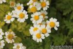 Photo: Tanacetum parthenium 26.